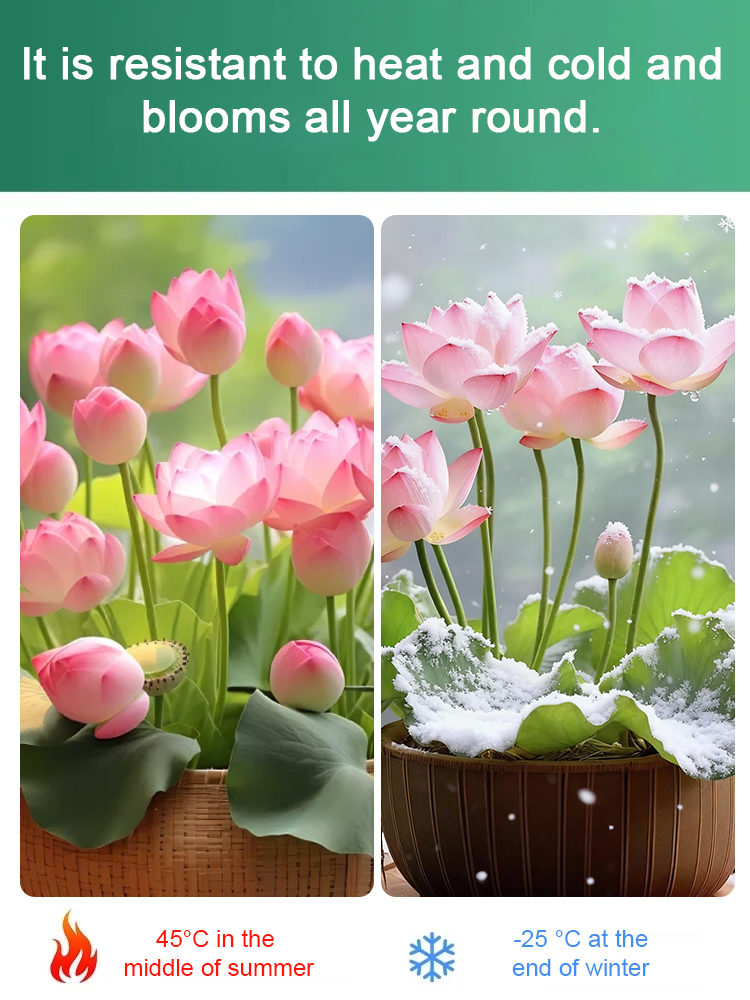 🌼 Thriving with Water! Natural Air Purifier! Blooming House with Fragrant Hydroponic Lotus 🌼