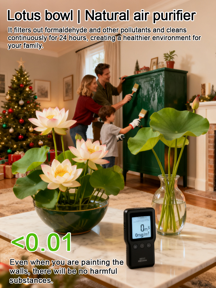 🌼 Thriving with Water! Natural Air Purifier! Blooming House with Fragrant Hydroponic Lotus 🌼