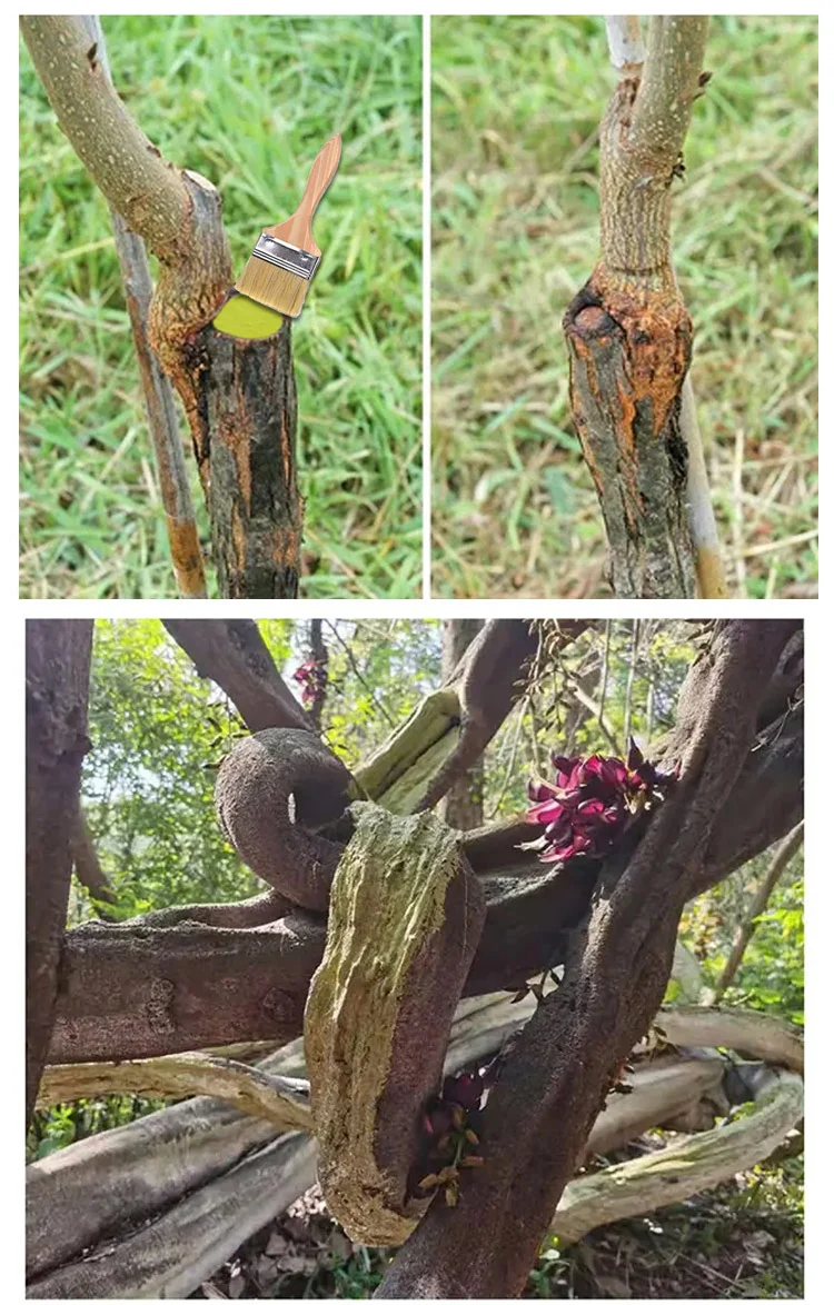 Tree bark repair and healing with ointment applicator