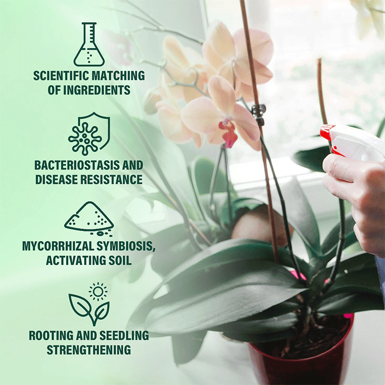 Application of nutrient solution to houseplants