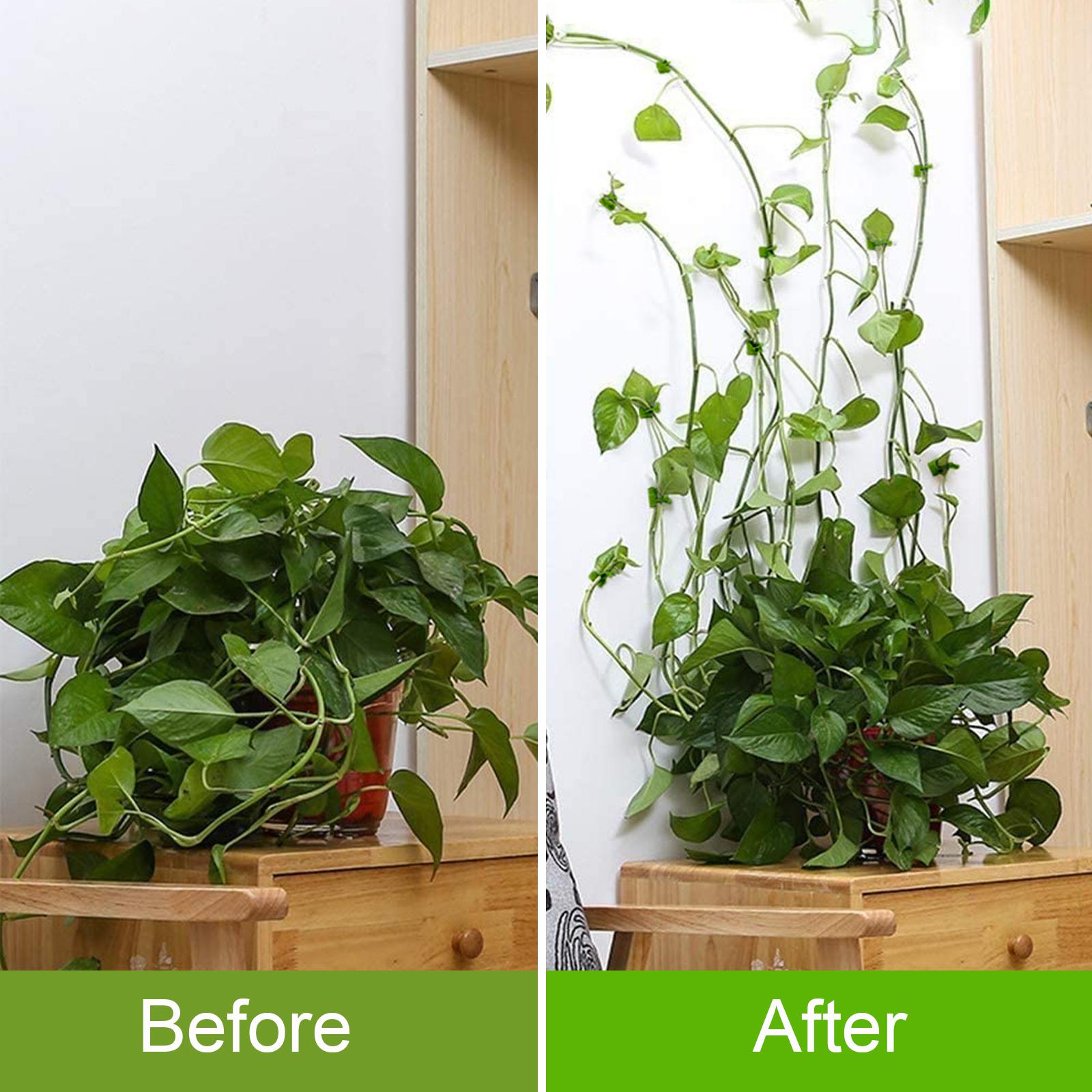 Space-saving plant support fixture for homes