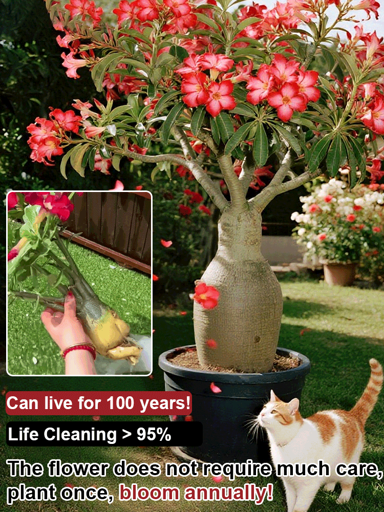 Premium 'Desert Rose' Elite Bulb – The 100-Year Miracle Plant |Zero Maintenance & Year-Round Blooms