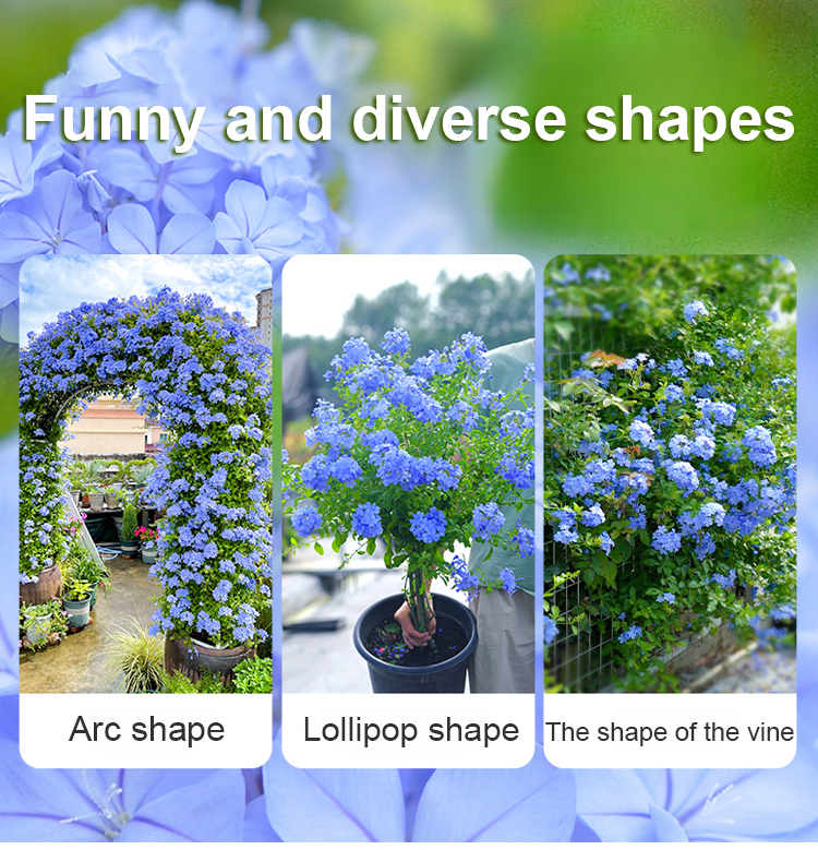 翻译件-JS-【飘香万里】四季开花蓝雪花爬藤种子-1266983-系统_09.jpg