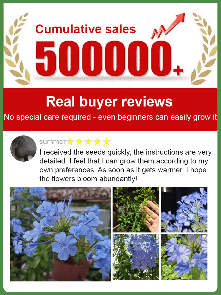 [Fragrant for thousands of miles] Four-season flowering blue snow flower climbing vine seeds