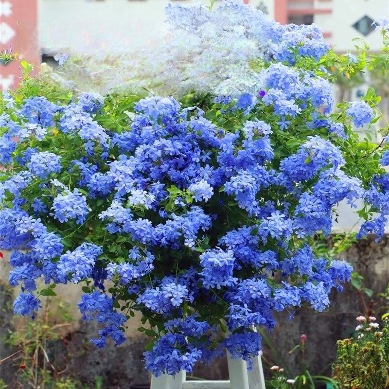 [Fragrant for thousands of miles] Four-season flowering blue snow flower climbing vine seeds