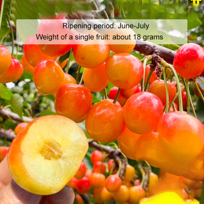 2-Year-Old Improved Early-Maturing Cherry Tree Saplings 🍒 | Fruits in First Year 🚀 | Self-Pollinating 🐝 | Suitable for Pots ✅ | Live Guarantee✅