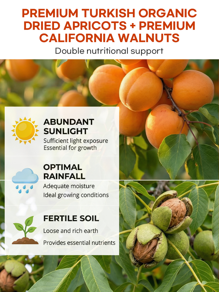 Golden Apricot Roasted Walnuts: Chewy, Sweet & Crunchy | 100% Natural & Additive-Free | Nutrient-Packed 