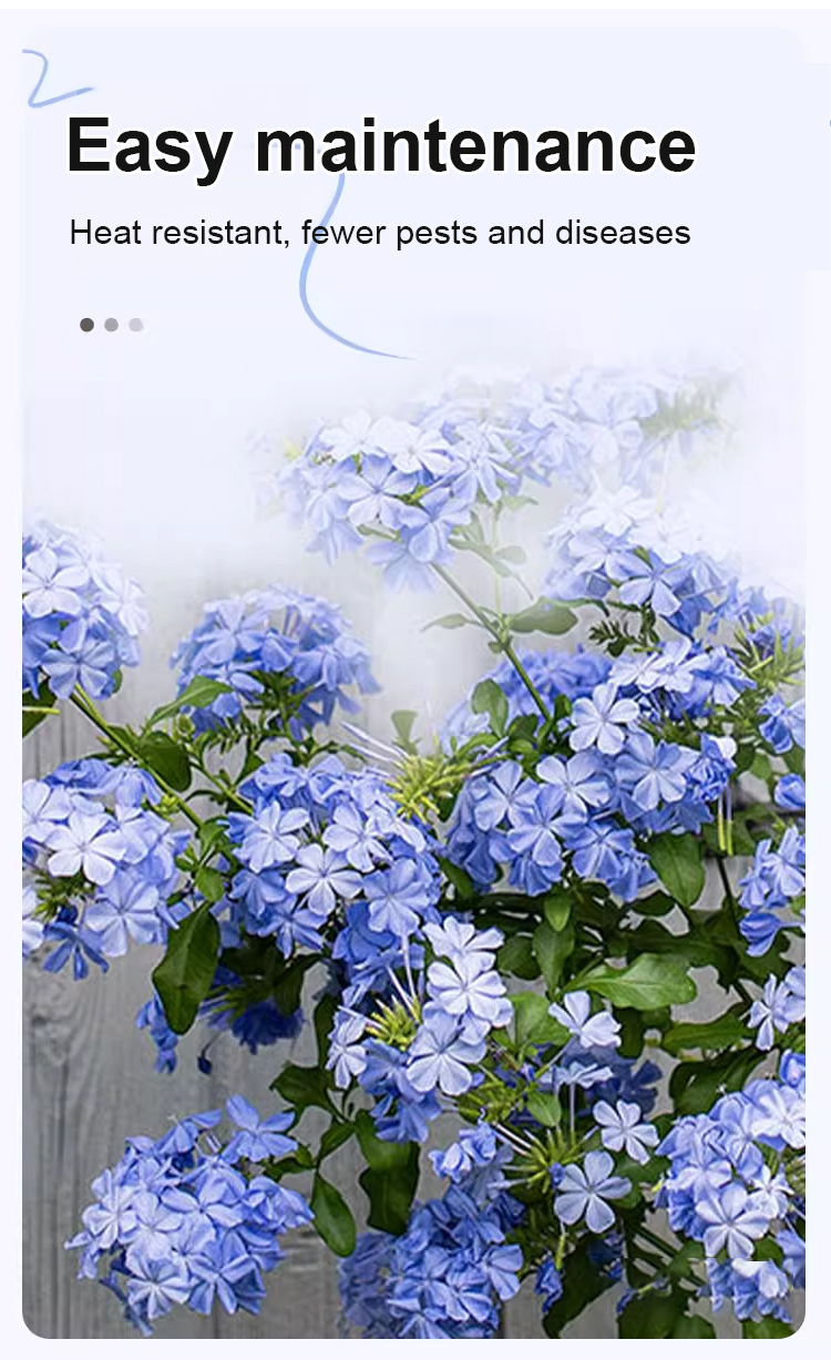 翻译件-JS-【飘香万里】四季开花蓝雪花爬藤种子-1266983-系统_11.jpg