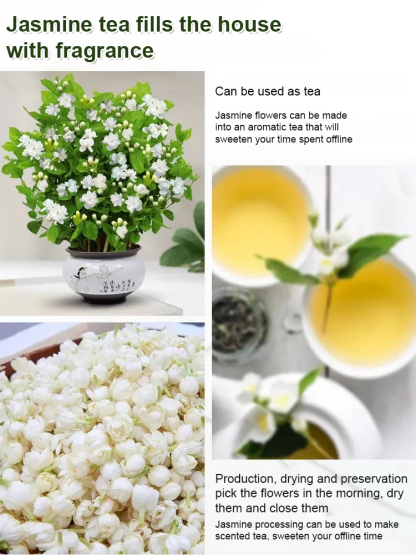 【Better Than Perfume】Intensely Fragrant Double-Petal Jasmine | Low Maintenance, Luxurious Scent, Air Purifying 🌿✨