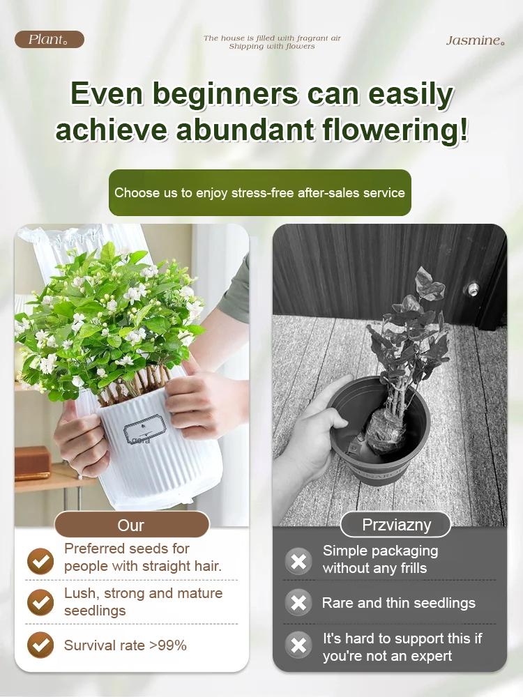 【Better Than Perfume】Intensely Fragrant Double-Petal Jasmine | Low Maintenance, Luxurious Scent, Air Purifying 🌿✨