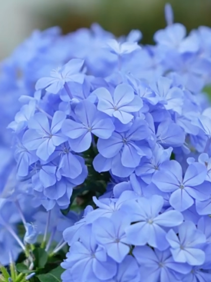 [Fragrant for thousands of miles] Four-season flowering blue snow flower climbing vine seeds