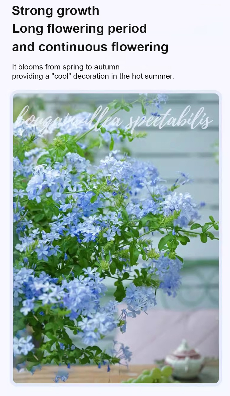 翻译件-JS-【飘香万里】四季开花蓝雪花爬藤种子-1266983-系统_05.jpg