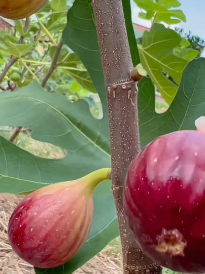 Harvest Fresh Figs in Year 1! The Foolproof, Self-Pollinating Mediterranean Fig Tree
