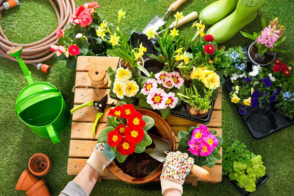 Premium-Blumensamen