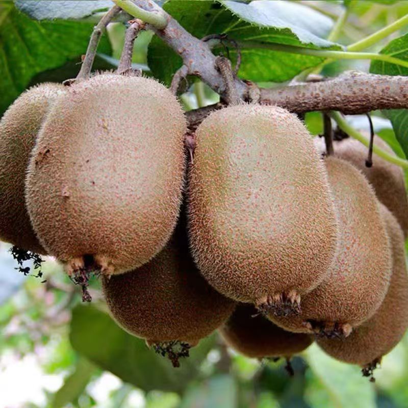 【Vitamin-C-König】100% organische Kiwi-Samen aus Neuseeland