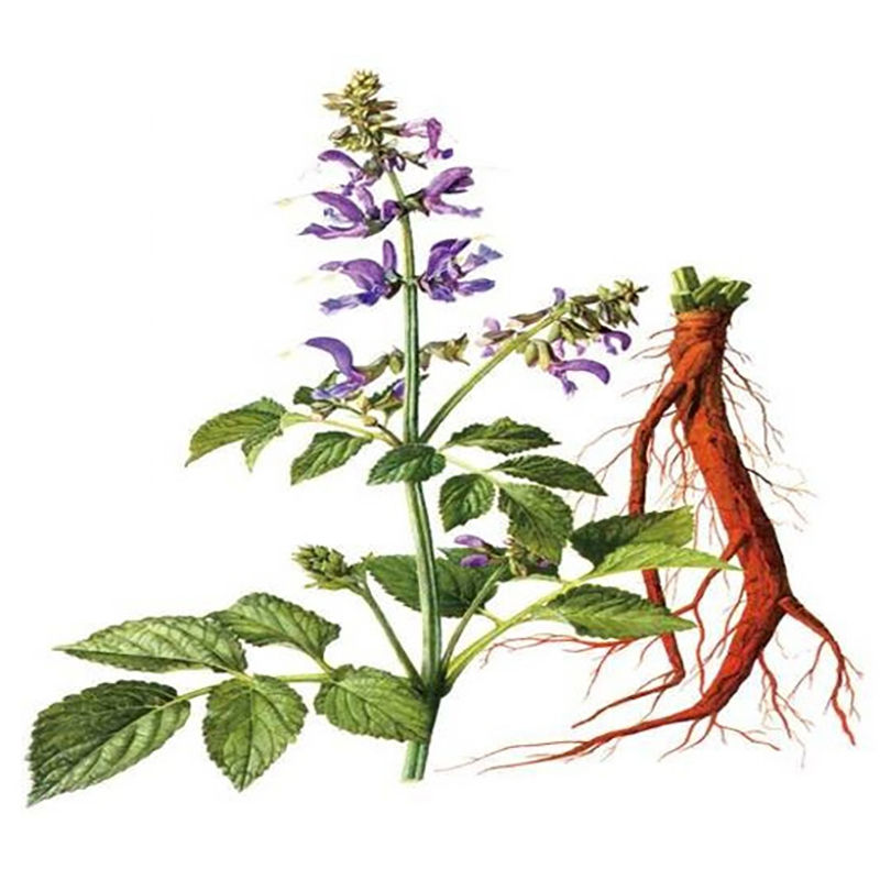 Koreanischer roter Ginseng-Samen