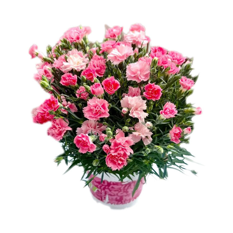 【Ganzjährig blühend】Gefüllte Nelkensamen