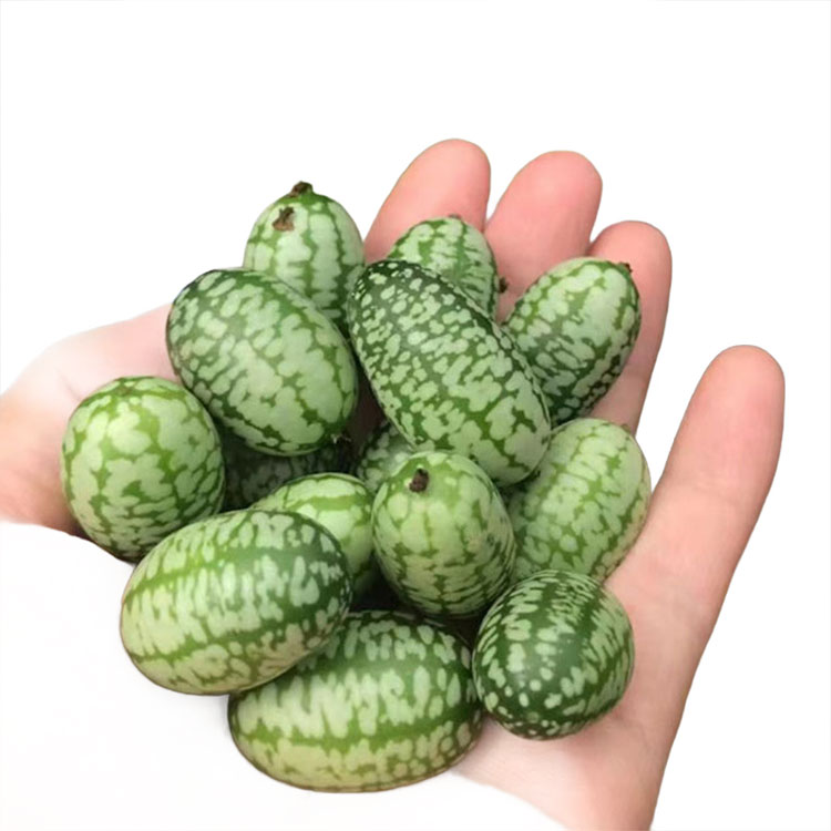 Wassermelonensamen