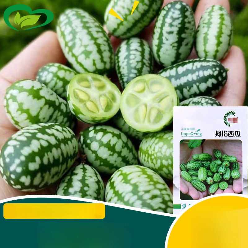 Wassermelonensamen