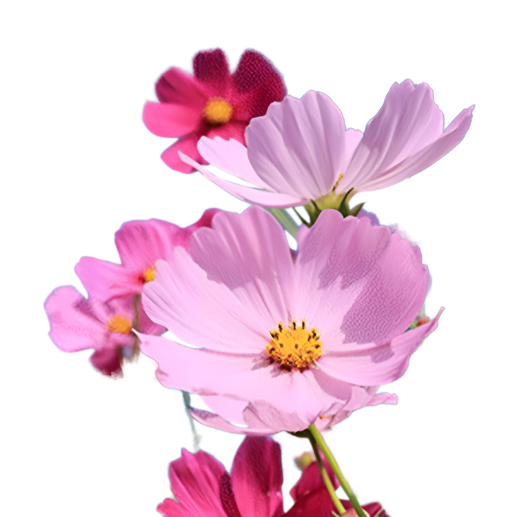 【Vier-Jahreszeiten-Blumen】Blumenmeer-Kombinationssamen