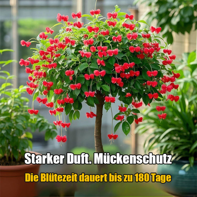 【Blüte, die nie verwelkt】Goldfaden hängender Schmetterlingssamen