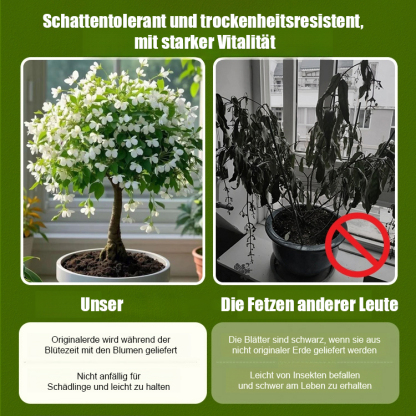【Blüte, die nie verwelkt】Goldfaden hängender Schmetterlingssamen