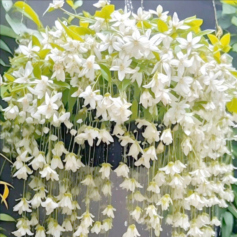 【Blüte, die nie verwelkt】Goldfaden hängender Schmetterlingssamen