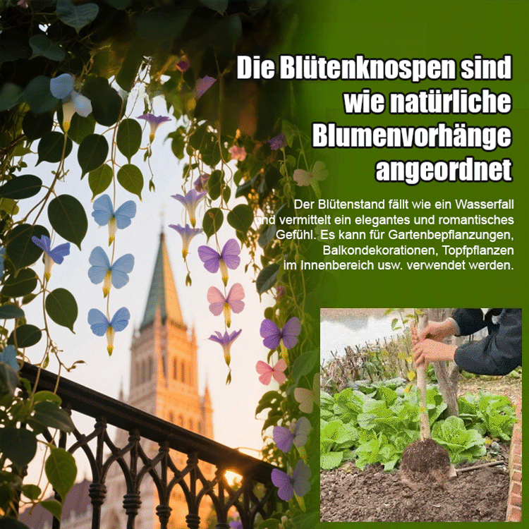 【Blüte, die nie verwelkt】Goldfaden hängender Schmetterlingssamen