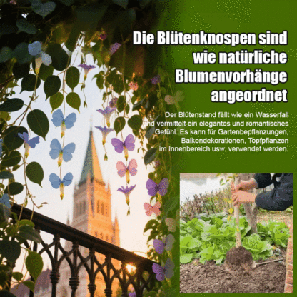 【Blüte, die nie verwelkt】Goldfaden hängender Schmetterlingssamen