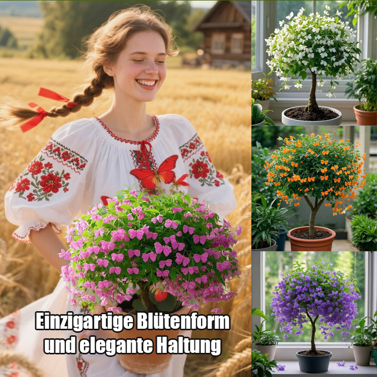 【Blüte, die nie verwelkt】Goldfaden hängender Schmetterlingssamen