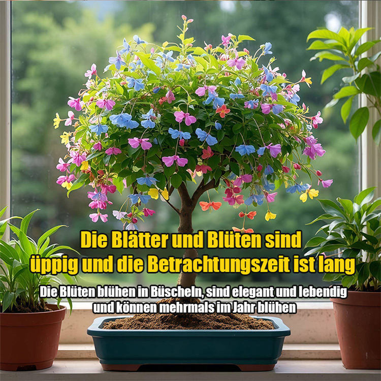 【Blüte, die nie verwelkt】Goldfaden hängender Schmetterlingssamen
