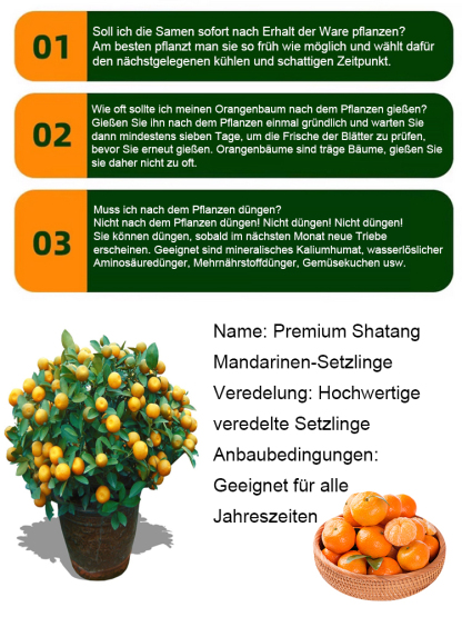 Zuckerorangen-Setzlinge