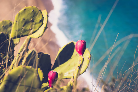 A prickly pear cactus with the sea in the background