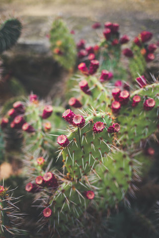 Nopal cactus in the desert 