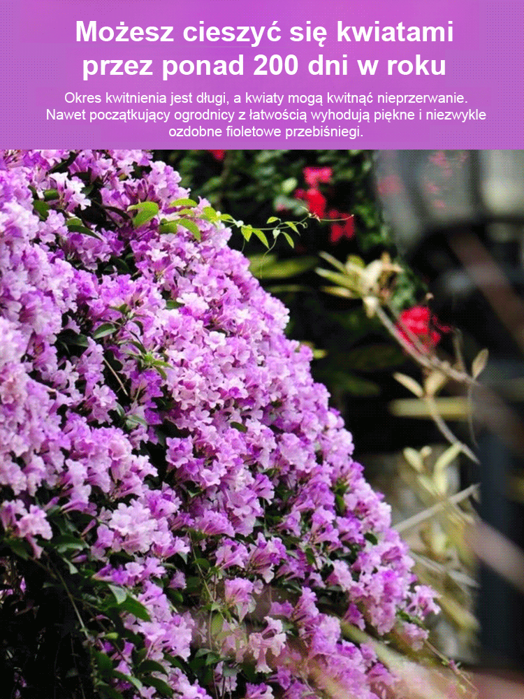 Nasiona fioletowego dzwonka pnącego na ścianę