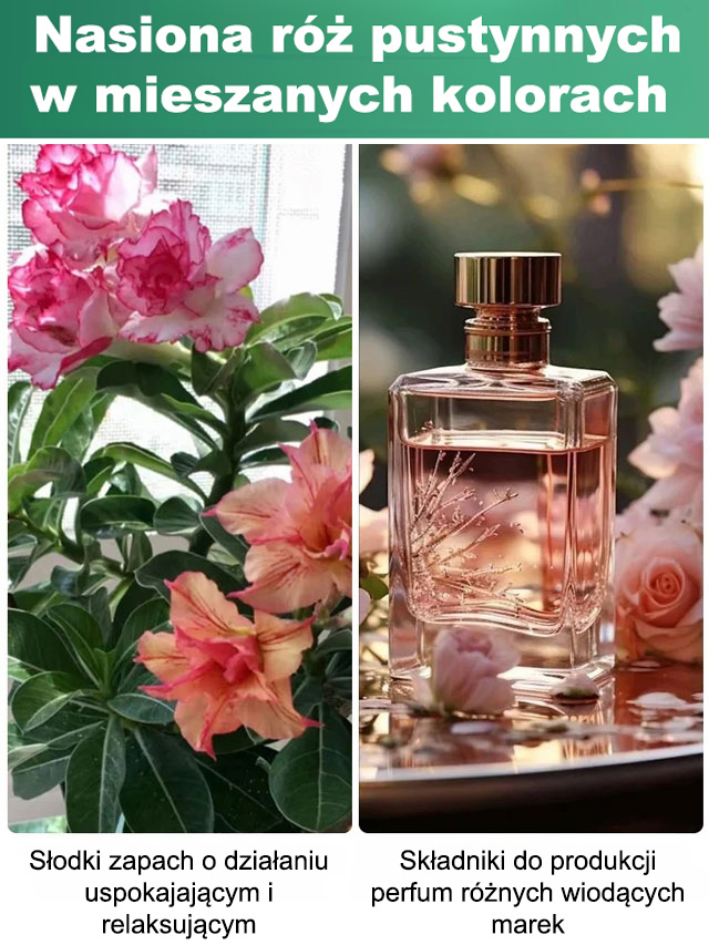 【Odporność na suszę】 Nasiona róży pustynnej