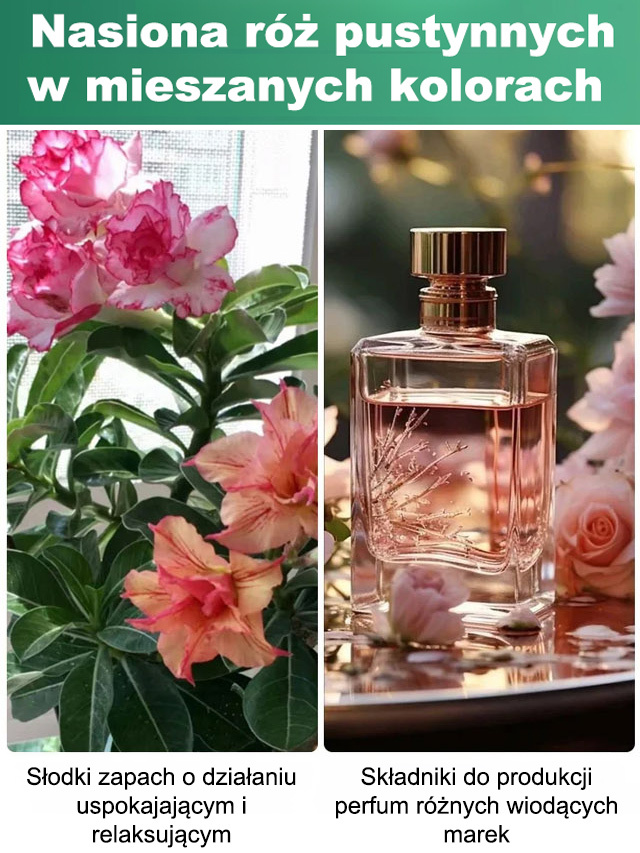 【Odporność na suszę】 Nasiona róży pustynnej