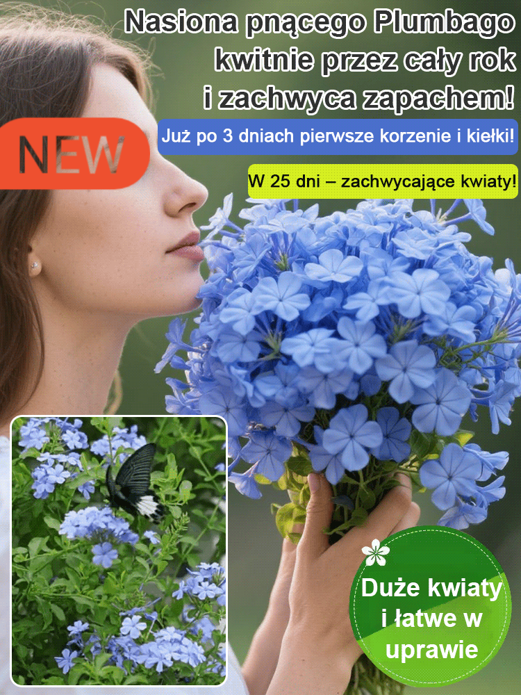 [Pachnące przez tysiące mil] Nasiona pnącza o czterech sezonach kwitnienia: niebieski kwiat śniegu