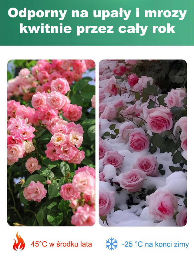 【Odporność na suszę】 Nasiona róży pustynnej