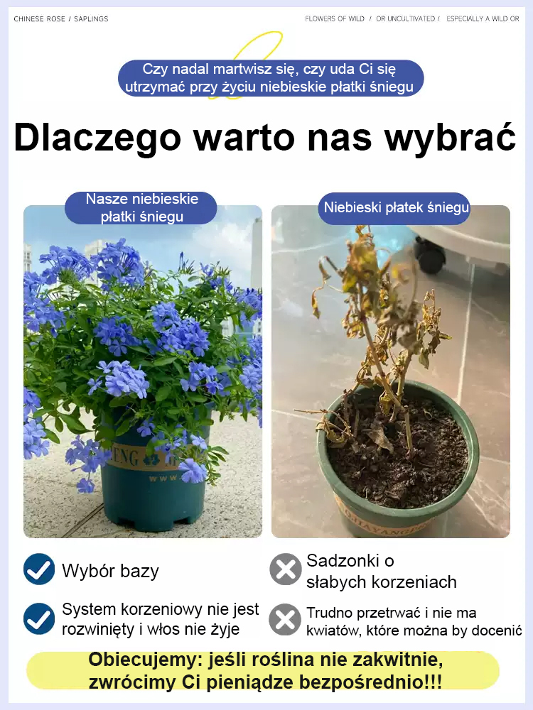 [Pachnące przez tysiące mil] Nasiona pnącza o czterech sezonach kwitnienia: niebieski kwiat śniegu