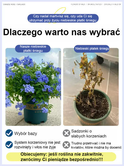 [Pachnące przez tysiące mil] Nasiona pnącza o czterech sezonach kwitnienia: niebieski kwiat śniegu