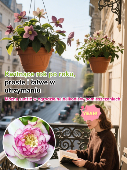 Nasiona Kwiatów - Róża Bożonarodzeniowa