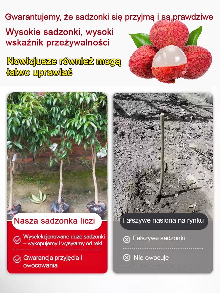 Wyselekcjonowane sadzonki liczi! Owoc większy niż jajo, gruby miąższ! 99% wskaźnik przeżywalności!