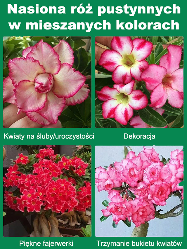 【Odporność na suszę】 Nasiona róży pustynnej