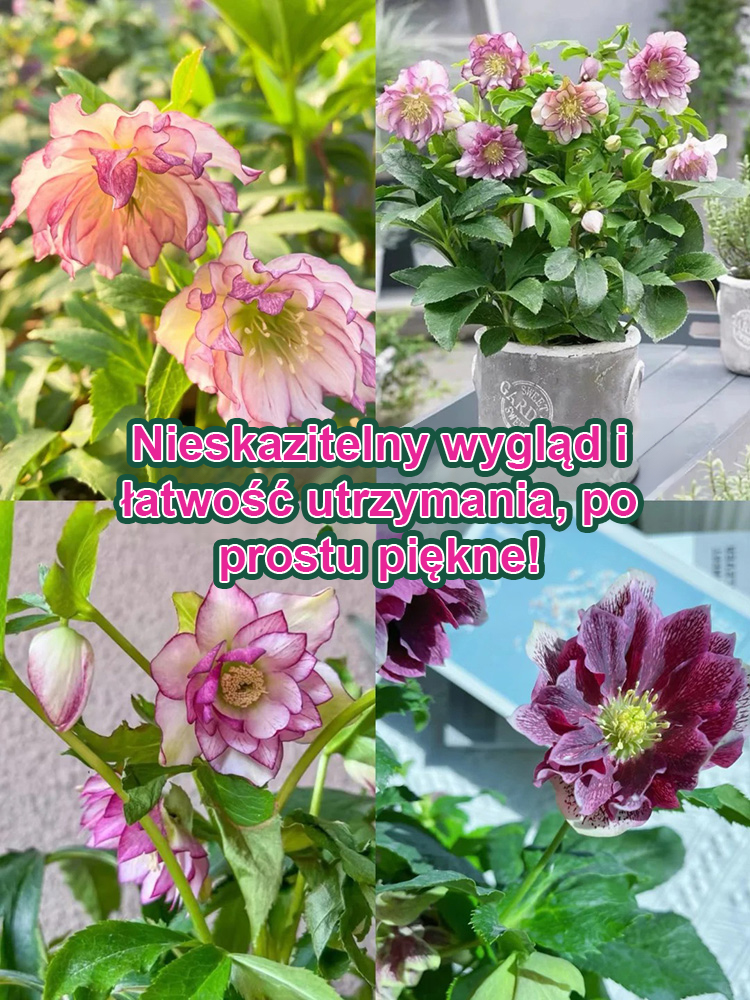 Nasiona Kwiatów - Róża Bożonarodzeniowa