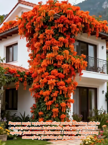 【Kwitnienie pełne】Nasiona kwiatów trąbkowych na każdą porę roku