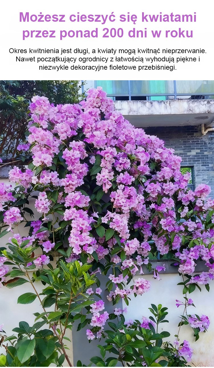翻译件-【爆出上万朵繁华】蒜香藤紫铃藤爬墙花种子-1325363-系统_10.jpg
