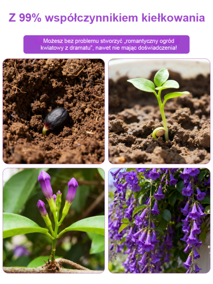 Nasiona fioletowego dzwonka pnącego na ścianę