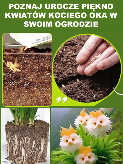 Tajemniczy i uroczy storczyk "kocie oko"! Darmowy nawóz w prezencie