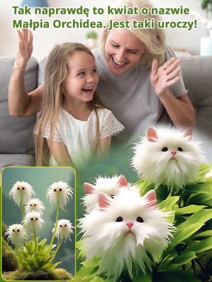 【Ograniczona czasowo promocja z darmowym nawozem】Nasiona storczyka Duża Twarz Kota